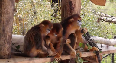 博瓦勒動物園的新明星來自中國