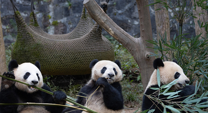 四川都江堰：大熊貓憨態(tài)可掬惹人愛