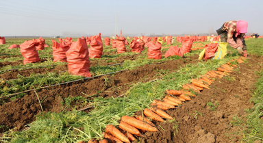 河南鄢陵:胡蘿卜喜豐收