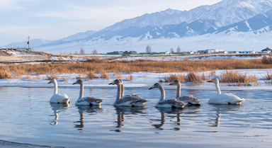 新疆巴裡坤:天鵝游弋