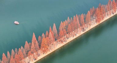 長沙:水杉披紅引客來